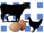 Cow, chicken and eggs