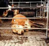 downer cow