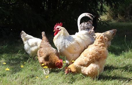 pastured chickens